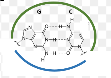<p>Is the blue the major or minor groove?</p>