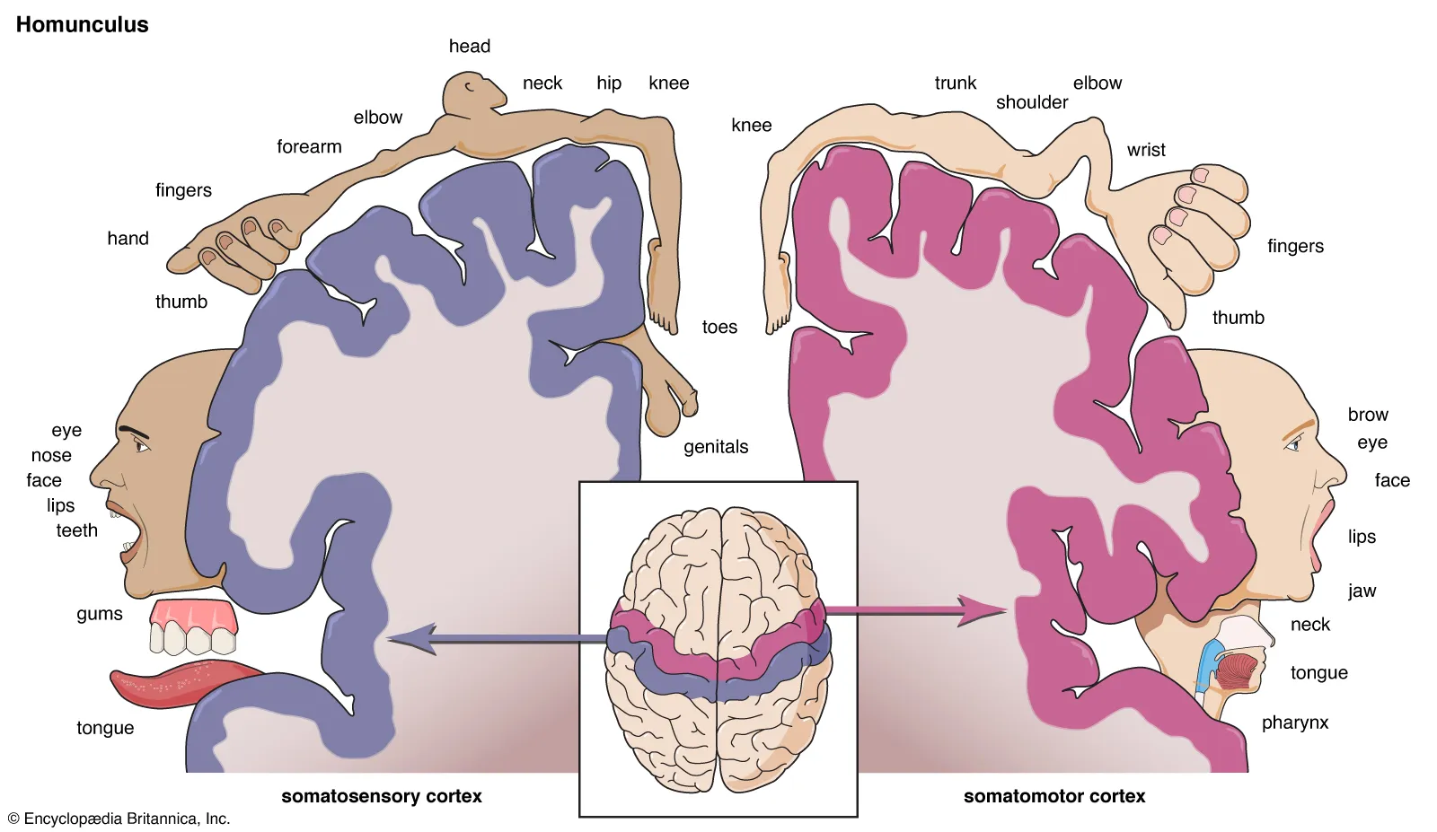 <p><strong>What is a motor homunculus?</strong></p>