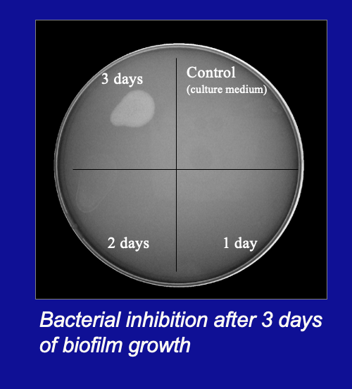 <p><strong><u>AlpP</u></strong></p><p>Size: 190 KDa</p><p>Mode of action: lysine oxidase activity, H2O2 production </p><p>Detected in the effluent of biofilms ≥ 3 days old.   </p>