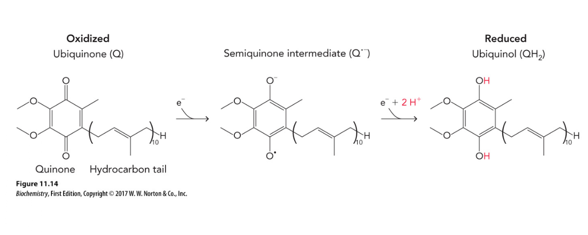 <p>Which statements about ubiquinone are correct (select all)? </p><p>a) mobile carrier between Complex III and IV </p><p>b) integral membrane protein </p><p>c) reduction = simultaneous 2e- transfer from Complex I Fe-S center </p><p>d) reduced to ubiquinol via semiquinone intermediate </p><p>e) small lipid-soluble molecule</p>