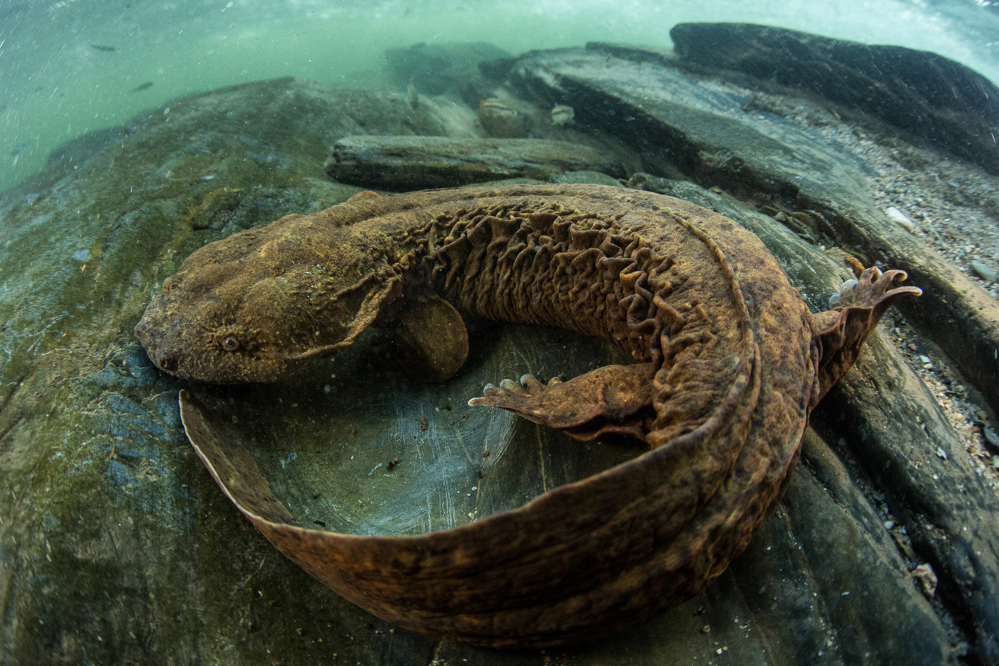 <p>Hellbender</p>