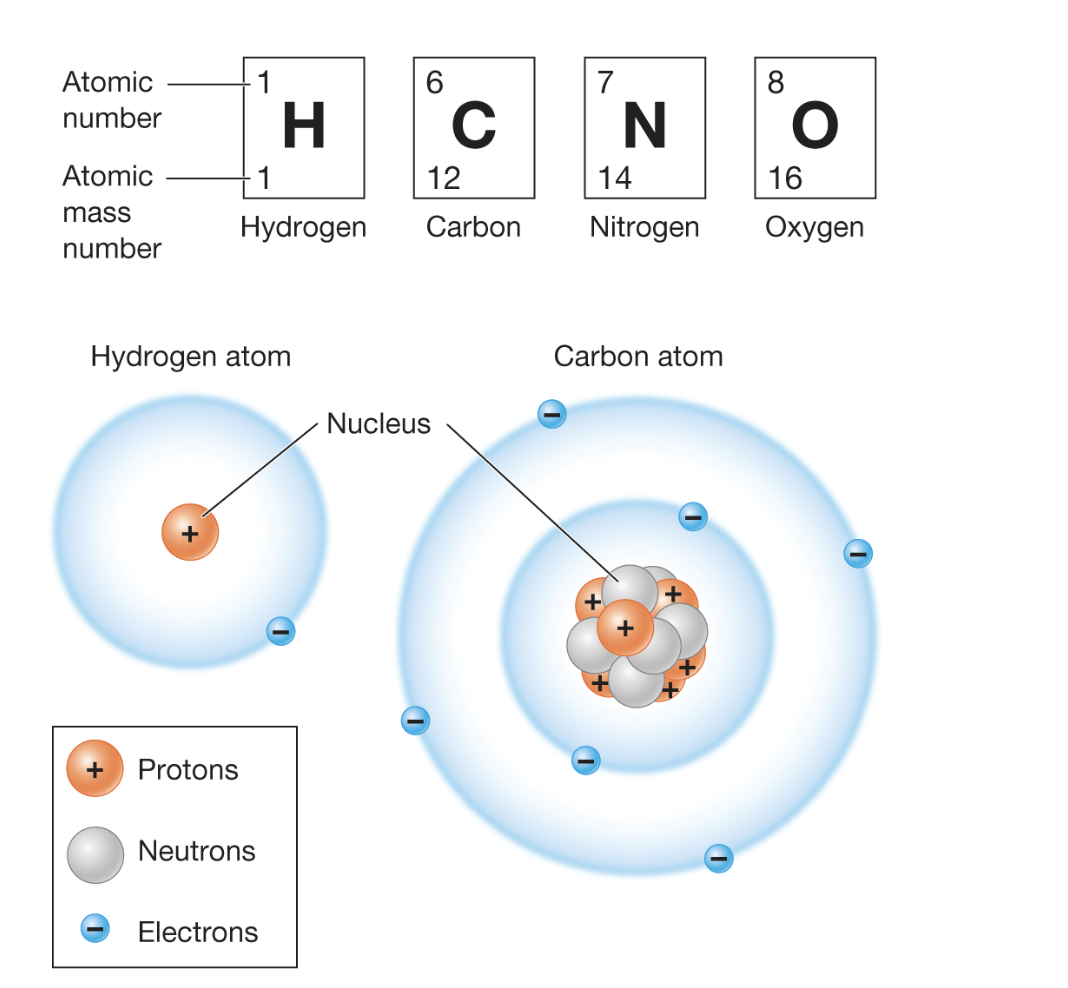 <p>Nitrogen - 11 is an isotope of nitrogen that has 7 protons and 4 neutrons. What are the atomic number and atomic mass number of nitrogen 11?Th</p>