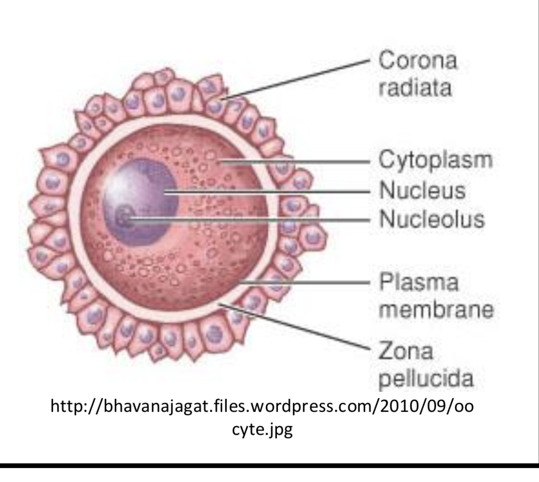 <p>Zona pellucida: thick hardened shell for protection and assists fertilization as sperm cells bind to it</p><p>Perivitelline space: air sac buffer btwn two layers</p><p>Vitelline/plasma membrane: surface layer of oocyte</p><p>Cytoplasm (yolk): contains proteins, enzymes, nutrients, needed for survival of zygote</p><p>-Has all needed for mitosis and meiosis</p><p>Germinal vesicle: nucleus containing genetic info</p>