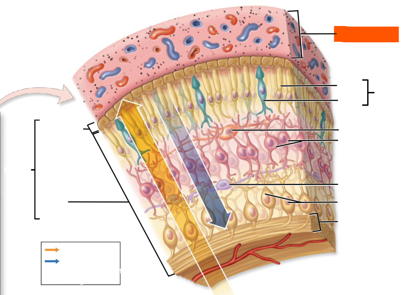 knowt flashcard image