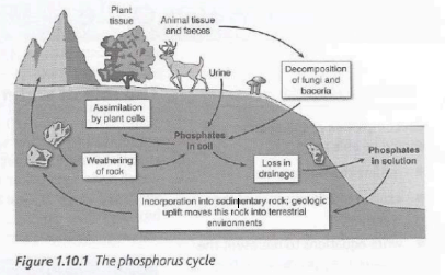 <p>Sedimentary cycle involving movement of phosphate between rocks, soil, water, and organisms | Required for ATP (energy transfer), DNA/RNA (genetics), and bones/teeth in vertebrates</p>