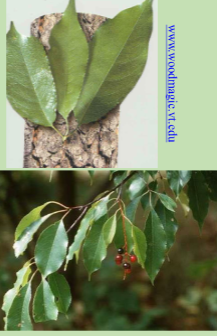 <p>What plant is this?</p>