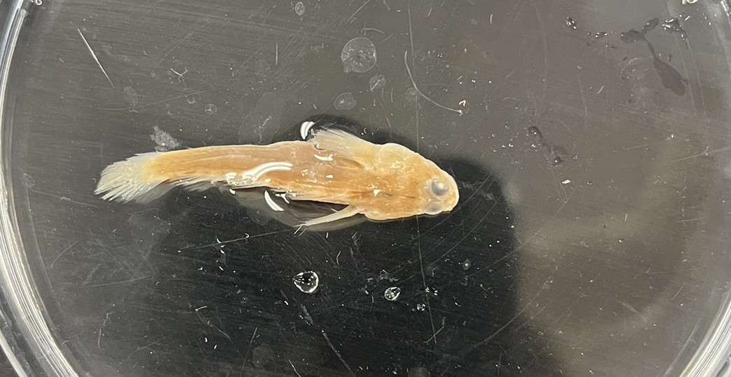 <p>Family Gobiidae (gobies) - <em>Gobiosoma bosc</em></p>