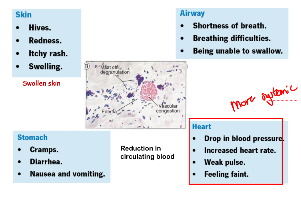 <p>Edema and vascular congestion</p>