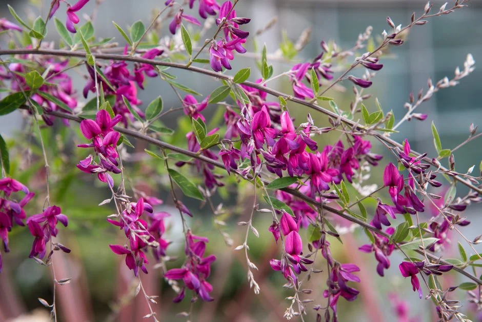 <p>Lespedeza thunbergii</p>