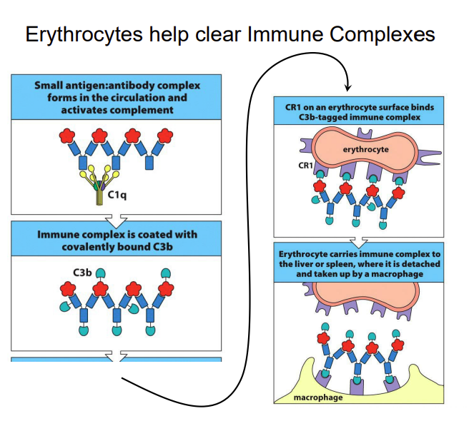 <p>What component of the blood helps to clear immune complexes?</p>