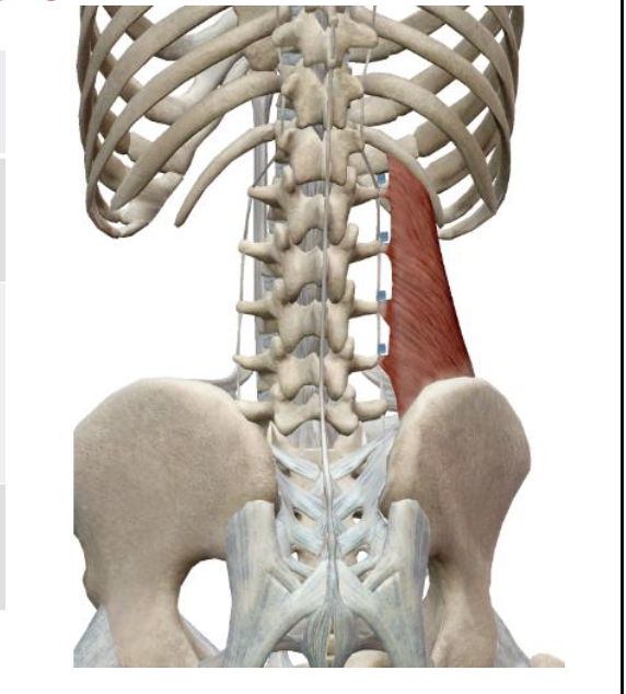 <p><span>which muscle, origin, insertion, innervation, and action is this</span></p>