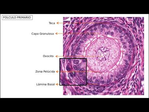 <p>Durante el proceso de fecundación el ovocito esta rodeado de una capa de glicoproteinas en forma de red; tiene un papel crucial en la interacción con el esperma: A que estructura nos referimos</p>