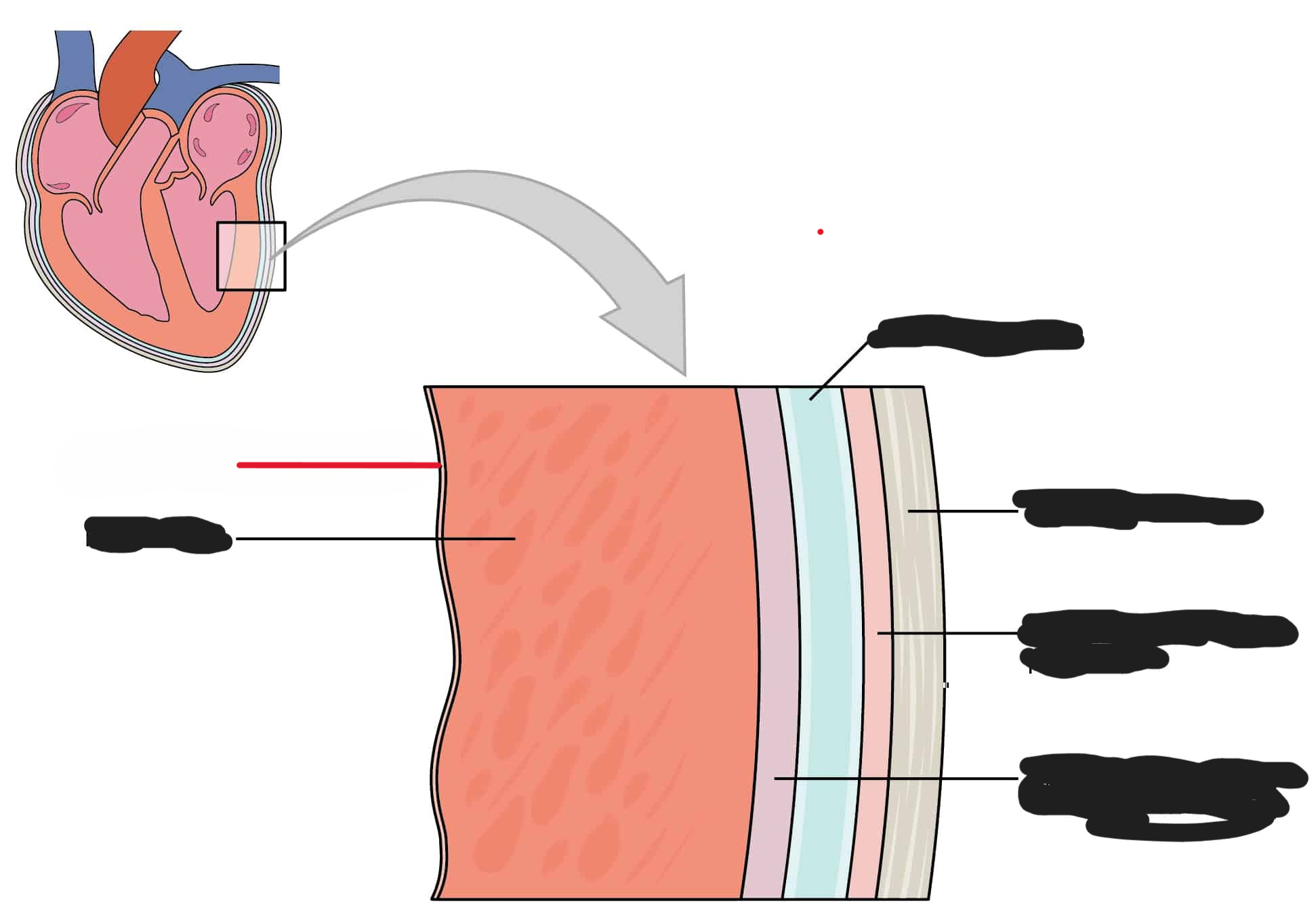 <p>Name the layer of the heart</p>