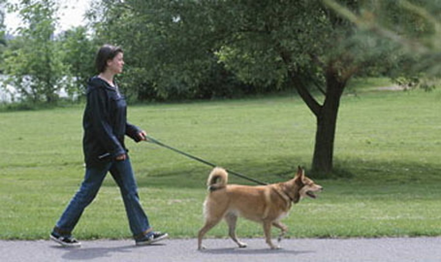 <p>thorough the park or the city, I walk through the park with my dog</p>