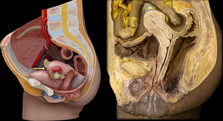 <p>what part of the female pelvis is this</p>
