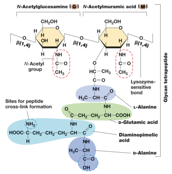 <p>alternating NAG and NAM with glycosidic bonds in between</p>