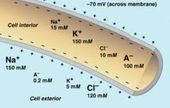 <p>Potential difference that exists across membranes in the period between action potentials</p>