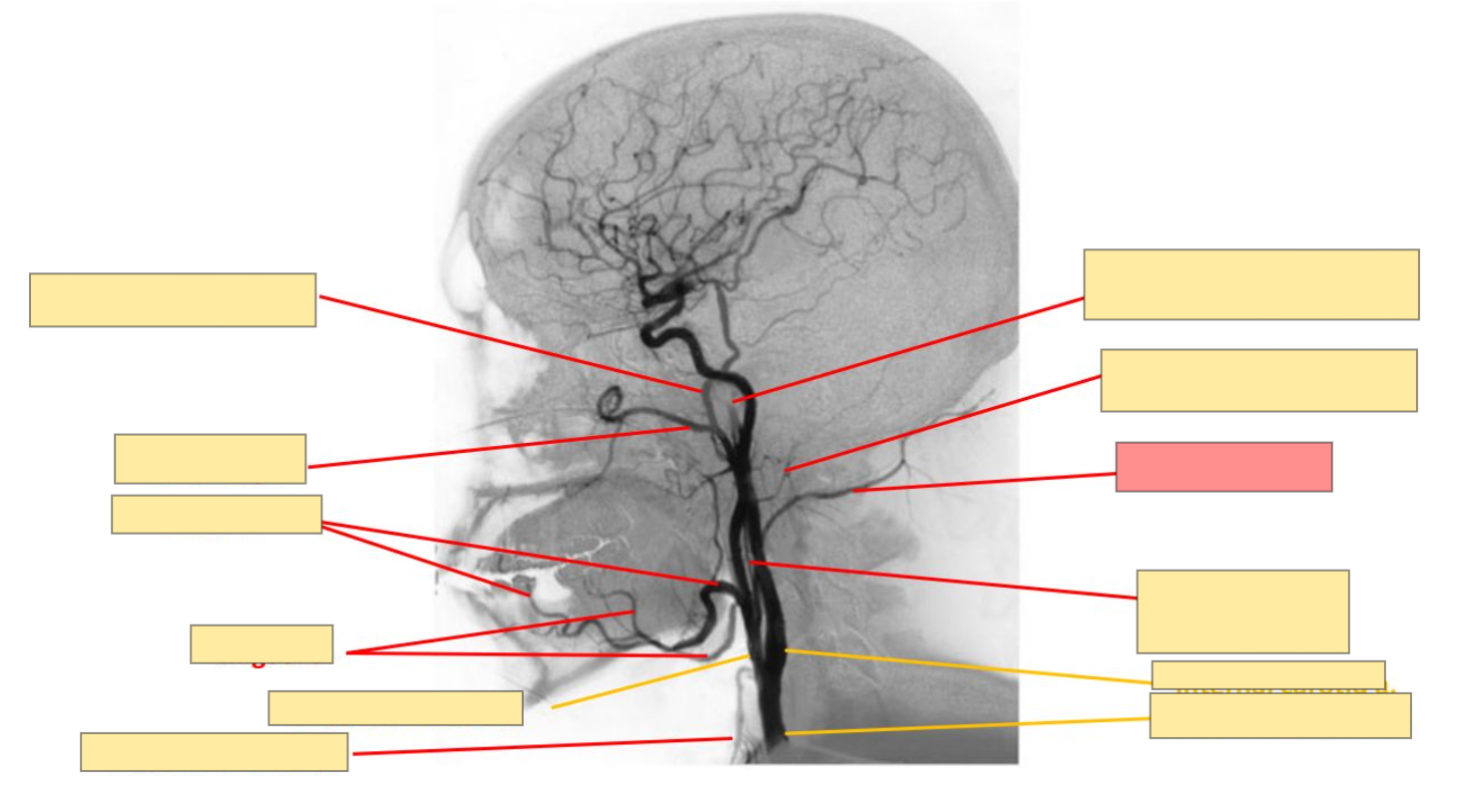 <p>Name the structure</p>