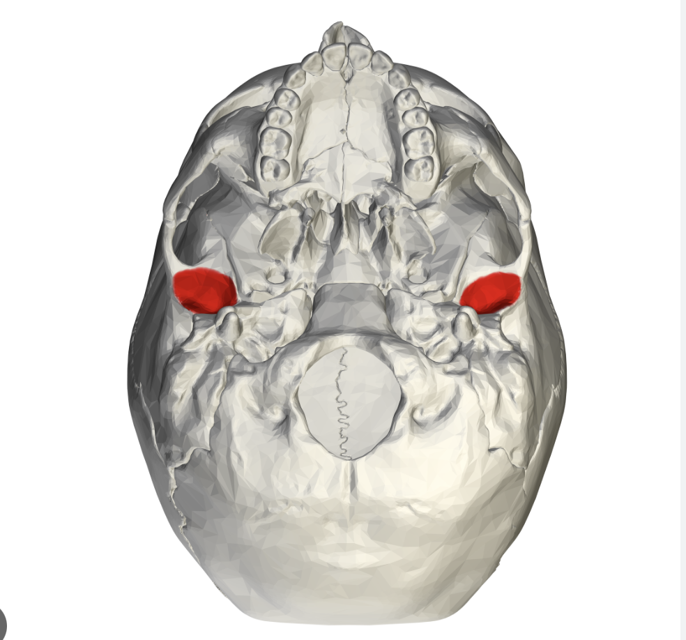 <p>articulates with the mandibullar condyle</p>