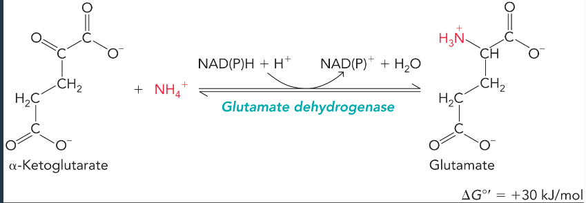<ul><li><p>interconverts alpha-ketoglutarate and glutamate in the presence of high ammonium </p></li><li><p>most often generates ammonium for carbamoyl phosphate synthesis by doing the more favorable reverse reaction </p></li></ul><p></p>