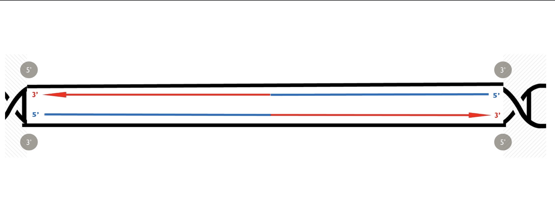 <p>Fragments are glued together, and gaps are filled, Blank reconnects DNA fragments</p>