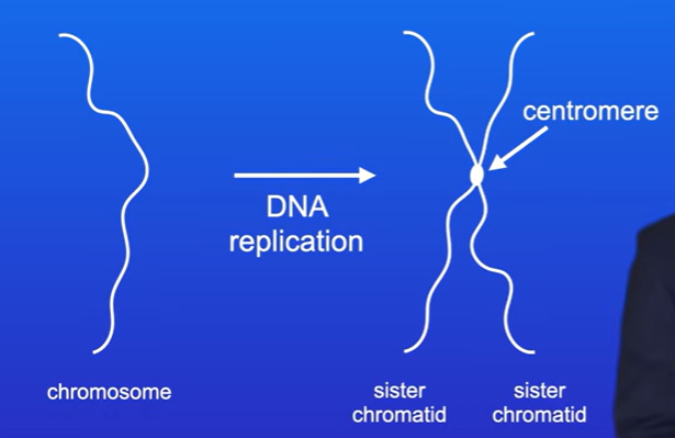 <p>Each chromosome is copied, to form two sister chromatids, they remain joined at the centromere</p><p>Chromosomes are invisible prior to mitosis</p>