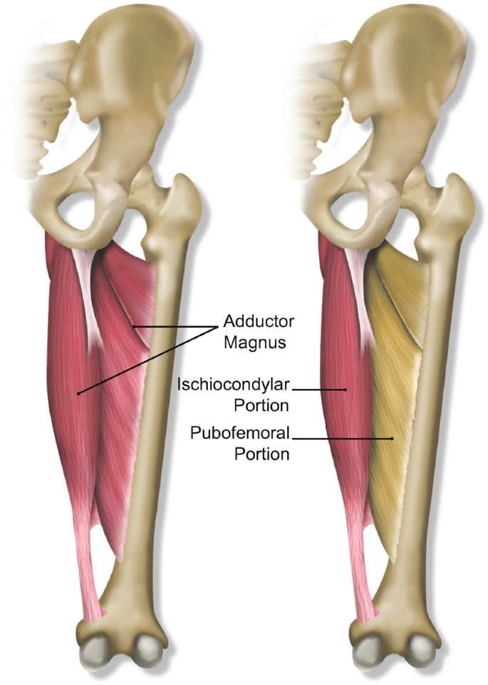 <ul><li><p>a large, triangular adductor with its apex situated on the hip bone and its base on the linea aspera of the femur</p></li><li><p>situated in both the posterior and medial compartments of the thigh but is classified as an adductor</p></li><li><p>the largest and strongest in the adductor compartment</p></li><li><p>forms the adductor hiatus, which transmits the femoral artery and vein to the popliteal fossa</p></li><li><p>contains 4-5 oseo-aponeurotic openings as passage for perforating branches of the deep femoral artery</p></li><li><p>divided into 2 parts: adductor part and ischiocondylar part </p><ul><li><p>adductor part acts as an adductor, the ischiocondylar part is part of the posterior compartment</p></li></ul></li></ul><p></p><p>origin → adductor part: inferior pubic ramus, ischial ramus</p><p>→ ischiocondylar part: ischial tuberosity</p><p>insertion → adductor part: gluteal tuberosity, linea aspera (medial lip), medial supracondylar line</p><p>→ ischiocondylar part: adductor tubercle of femur</p><p>action → adductor part: thigh flexion, adduction, external rotation at the hip joint</p><p>→ ischiocondylar part: thigh extension, internal rotation at the hip joint</p><p>innervation → adductor part: obturator nerve (L2-L4), ischiocondylar part: tibial division of sciatic nerve (L4)</p><p>→ mnemonic: <strong>A</strong><span>frican </span><strong>M</strong><span>ouse </span><strong>S</strong><span>neaks </span><strong>O</strong><span>ut (refers to </span><strong>A</strong><span>dductor </span><strong>M</strong><span>agnus </span><strong>S</strong><span>ciatic </span><strong>O</strong><span>bturator)</span></p><p>blood supply → deep femoral artery; femoral, popliteal, genicular arteries</p>