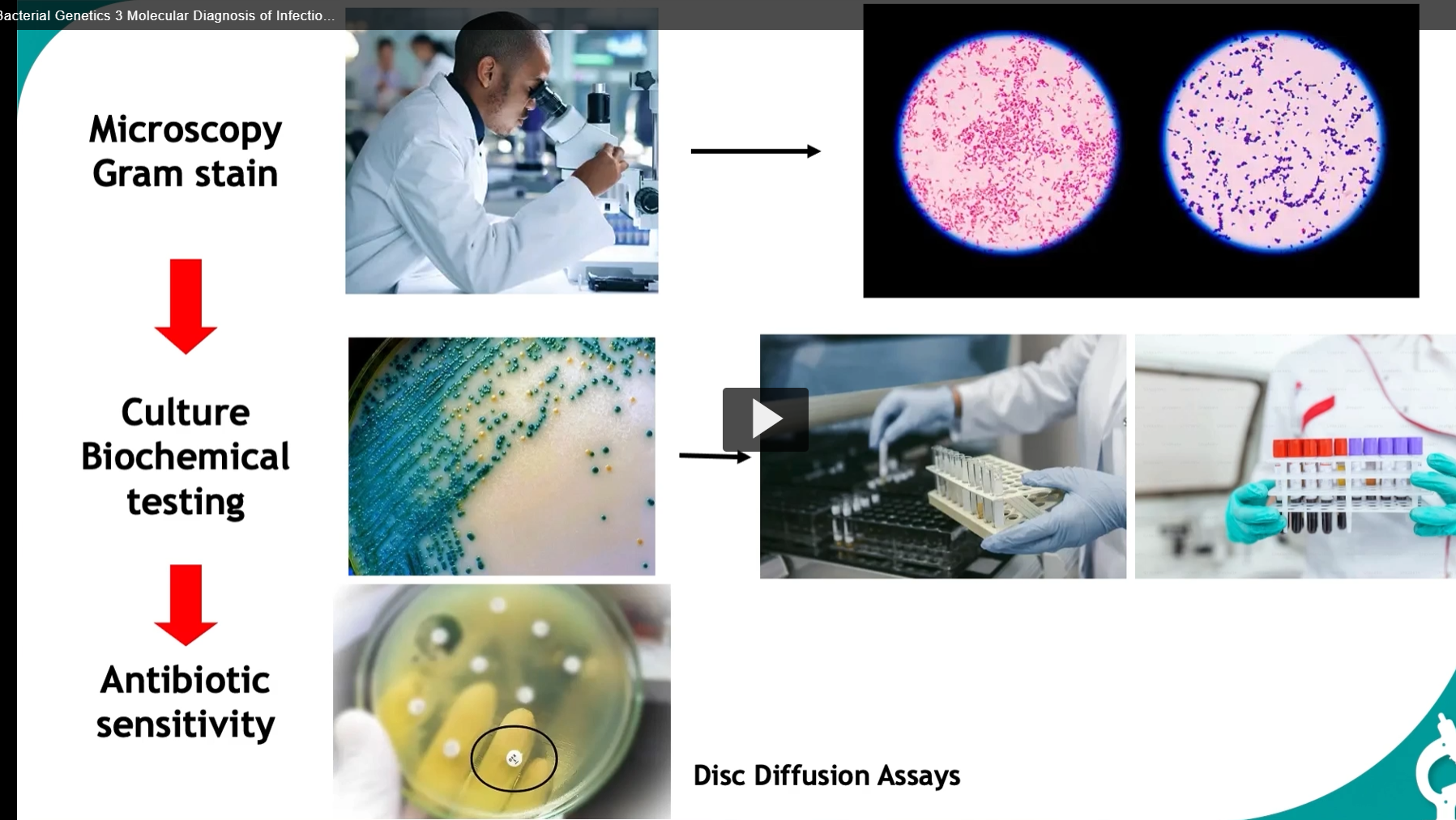 <p>in diagnosing infections, we start with the gram stain: </p><ol start="4"><li><p>microscopy gram stain</p></li><li><p>culture biochemical testing (agar or broth, help reach a definitive diagnosis)</p></li><li><p>antibiotic sensitivity (uses discs with various antibiotics in the agar plate to find the most effective treatment)</p></li></ol><p></p>