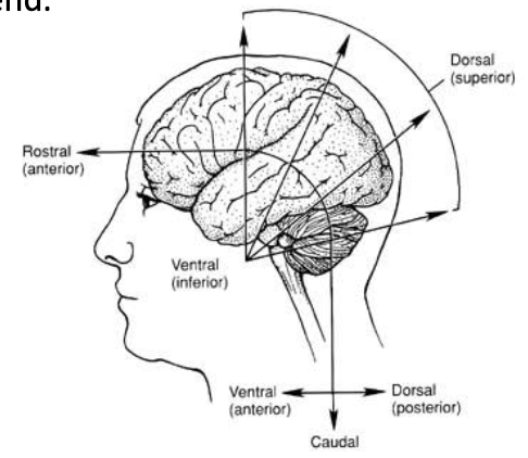 <p><span>Humans rostro-caudal = towards nose and tail bone -> back and front = dorsal and ventral</span></p><p><span>CNS of humans has a 90° bend because of cephalic flexure -> anything above the midline of the head has different names</span></p>
