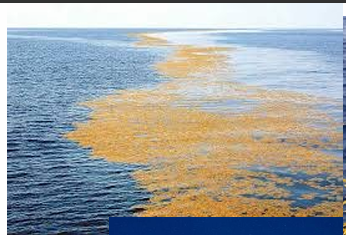 <p>Brown algae that is holopelagic. Found near Mexico/Caribbeans</p>