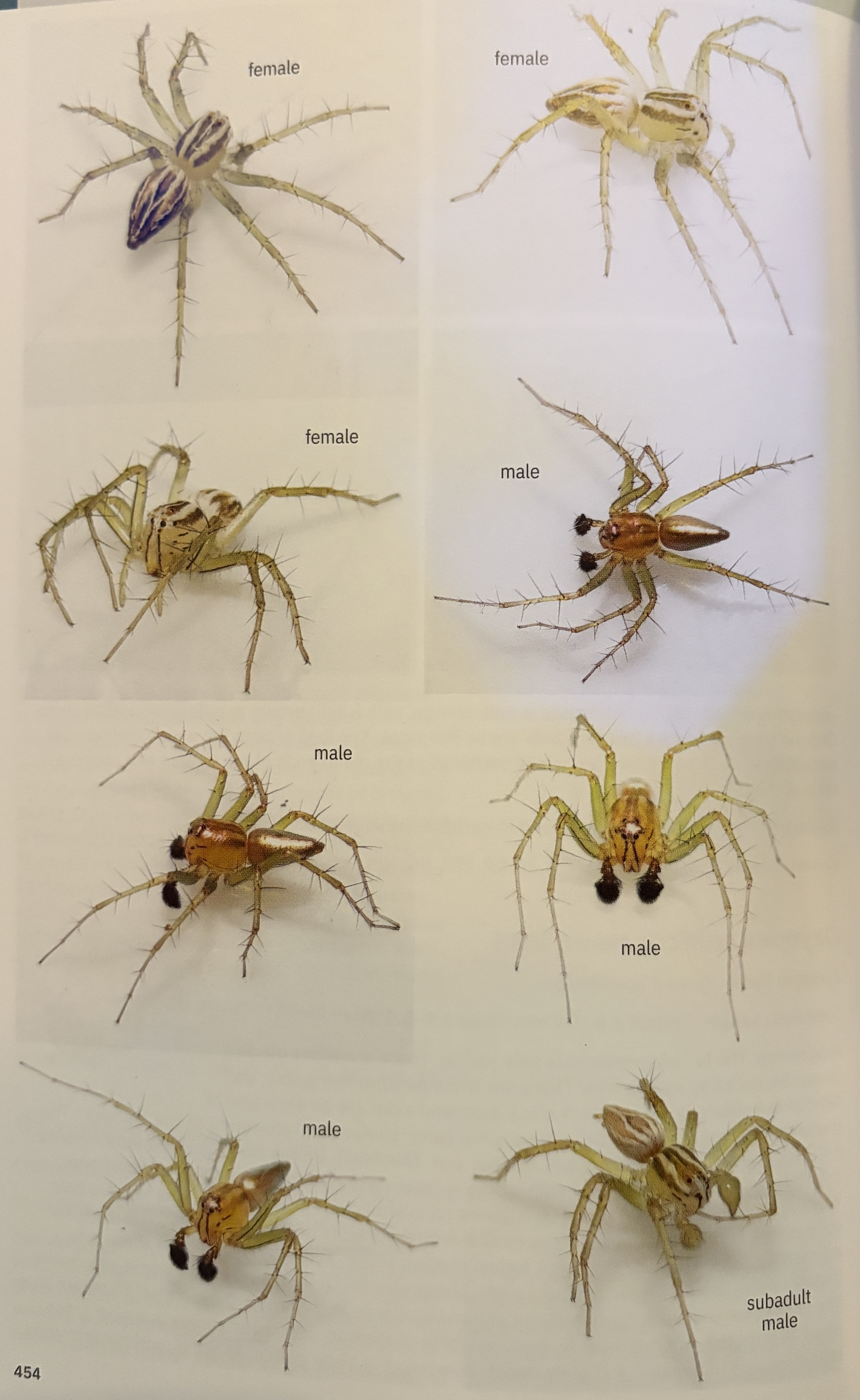 <p>Oxyopes salticus - “striped lynx spider”</p><p>family: Oxyopidae</p>