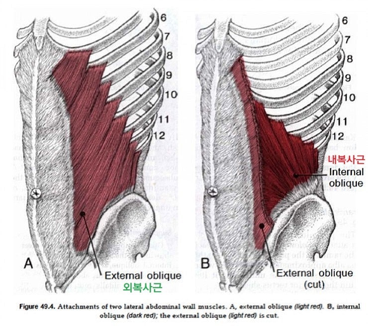 <p><strong>외복사근 / Obliques [əˈbliːks] : 옆구리 근육 / </strong><span><strong>복사근(배 복, 비스듬할 사, 근육 근)(배에 비스듬히 있는 근육)</strong></span></p>
