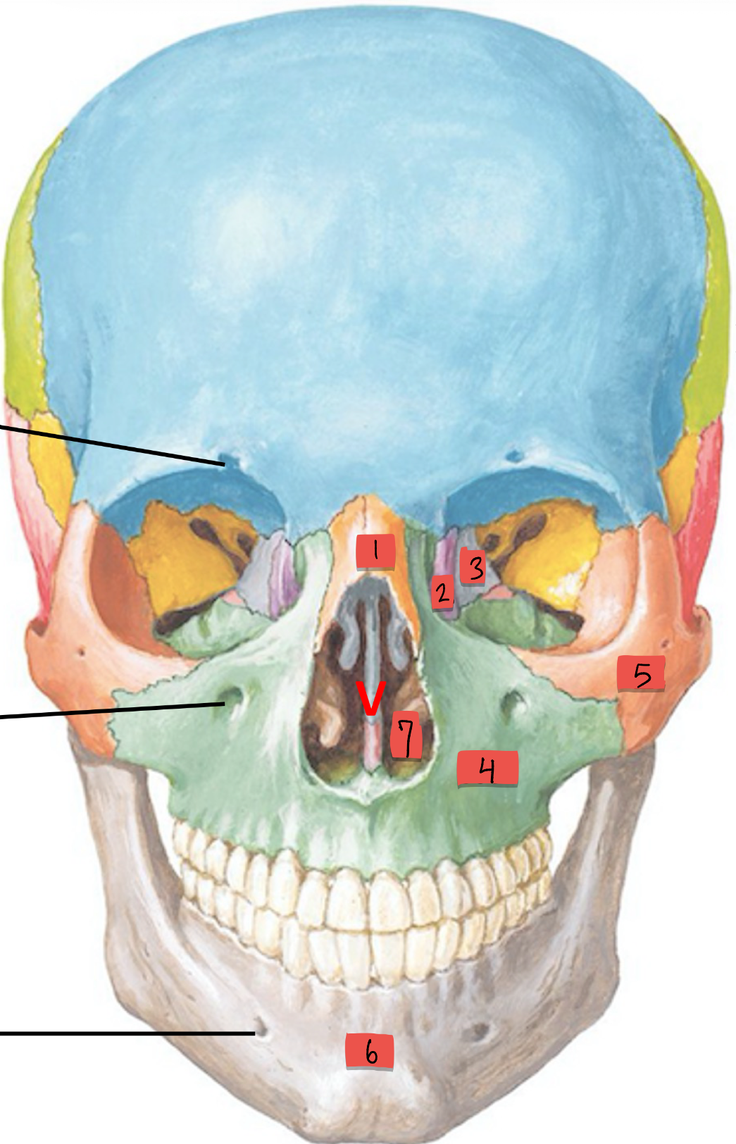 <p>Name the bone and what </p>