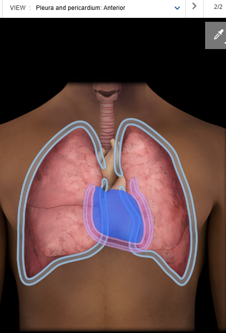 <p><span>Heart</span></p>