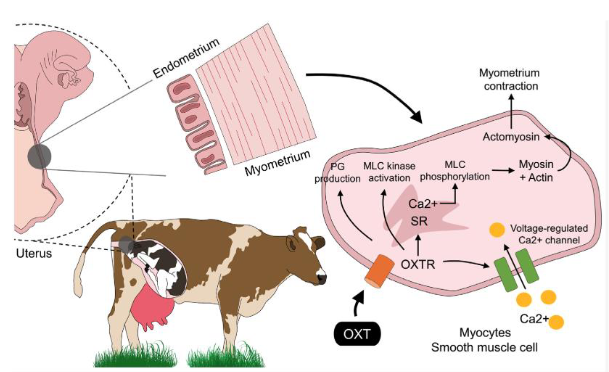<p>Endogenous and exogenous oxytocin promotes myometrium contraction</p><p>Activate receptor and its action on voltage regulated Ca<sup>2+ </sup>channels that facilitate Ca influx to cell</p><p>Oxytocin activate receptors and Ca receptors work</p><p>Prostaglandin (inflammatory mediators) produced</p><ul><li><p>Actin and Myosin bind causing muscle contractions</p></li></ul><p>Ca important to start contraction on smooth muscle</p>