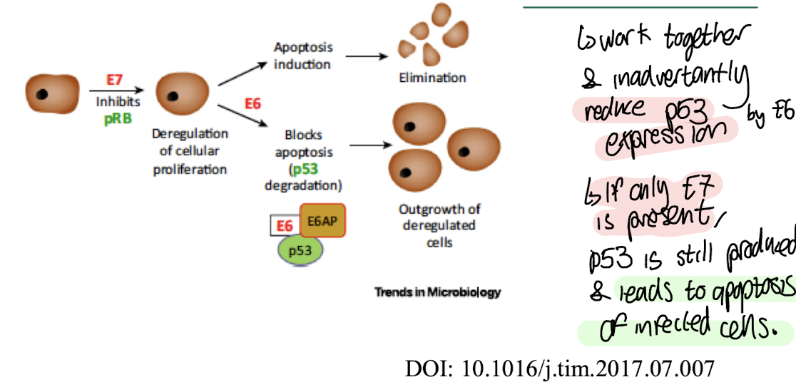 <p>An example of the interaction between HPV's E6 and E7 proteins is that <strong><mark data-color="red" style="background-color: red; color: inherit;">E6 promotes the degradation of p53</mark></strong>,<strong> while E7 inactivates pRB, leading to uncontrolled cell division and transformation</strong></p><p>Whereas if only E7 is present, p53 can still activate apoptosis and prevent cell cycle progression. </p><p><mark data-color="yellow" style="background-color: yellow; color: inherit;">This cooperative inhibition of both tumour suppressors is crucial for HPV-mediated transformation. </mark></p>