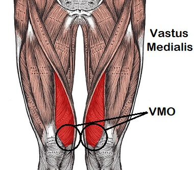 <p>M. vastus medialis</p>