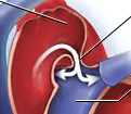 <p><span>Shunts mixed blood from the pulmonary artery into the aorta</span></p>