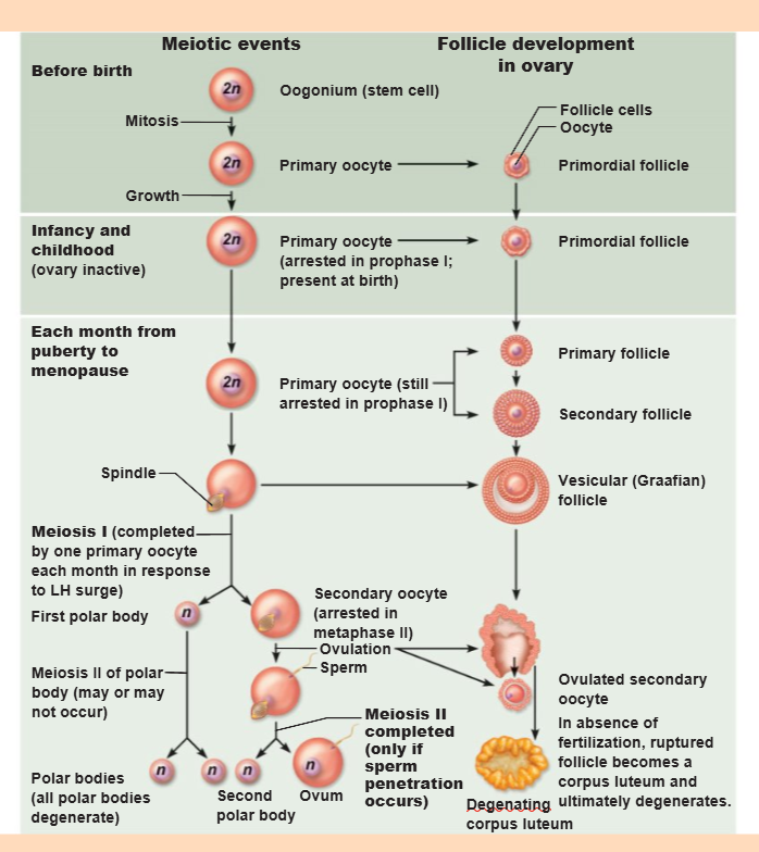 <p>Ovum and second polar body</p>