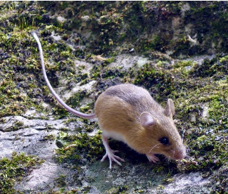 <p>Woodland jumping mouse </p>