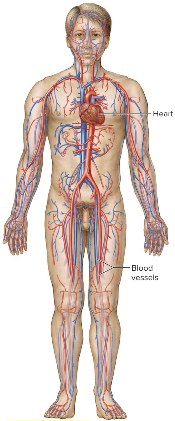 <p>what is the Cardiovascular System</p>