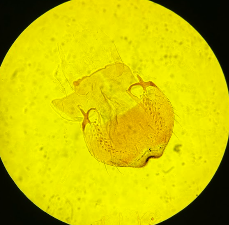 <p>ID, where does this hang from?</p>