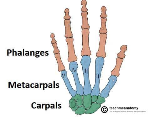 <p>the wrist area. Idescribes the eight small, irregular bones that connect the hand to the forearm, arranged in two distinct rows to give the wrist flexibility and strength</p>