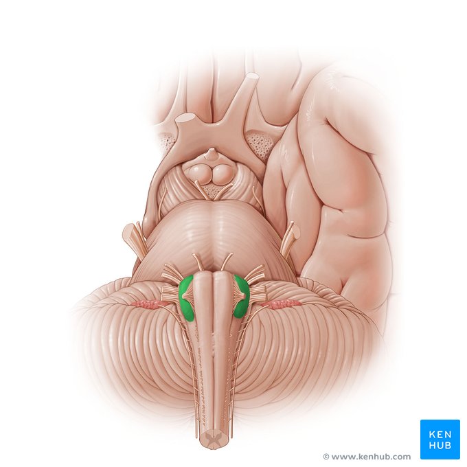 <p>Oval prominence lateral to pyramid </p><p>and ventrolateral sulcus →  contains inferior olivary nuclear complex.</p>