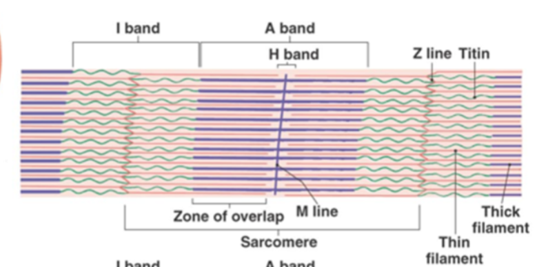 <p>What is the I band?</p>