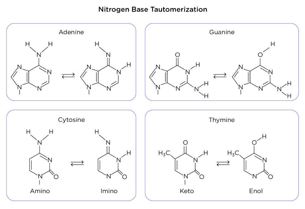 <p>The spontaneous isomerization of a nitrogen base to an alternative hydrogen-bond form, possibly resulting in a mutation</p>