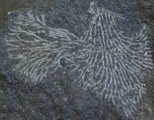 <p>Primitive graptolite order</p><p>Cambrian - Pennsylvanian (541-299 Ma)</p><p>More complex, dendritic morphology, numerous theca and stipes: Multiple stripes connected by horizontal dissepiments</p><p>Benthic lifestyle: Attached to benthos at base of sicula, Later representative planktonic</p>