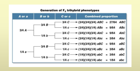<p>familiarize! type a</p>