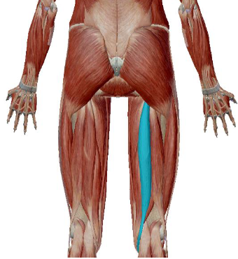 <p>what muscle is this</p>