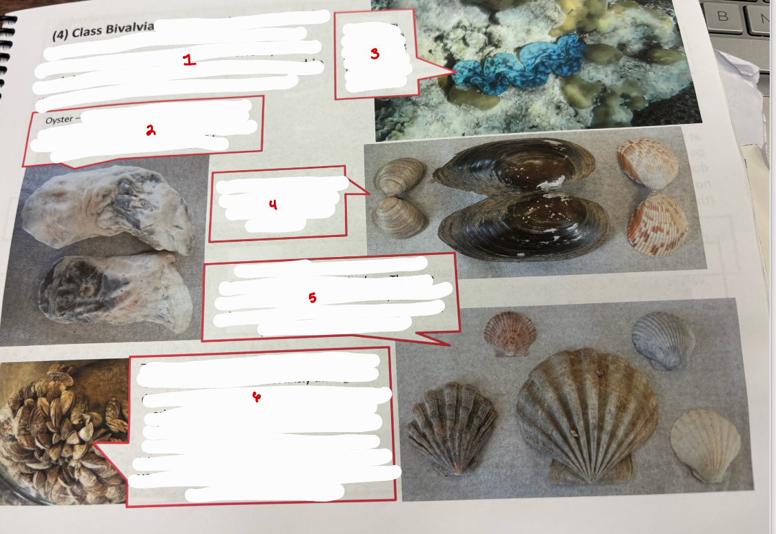 <p>Class Bivalvia</p>